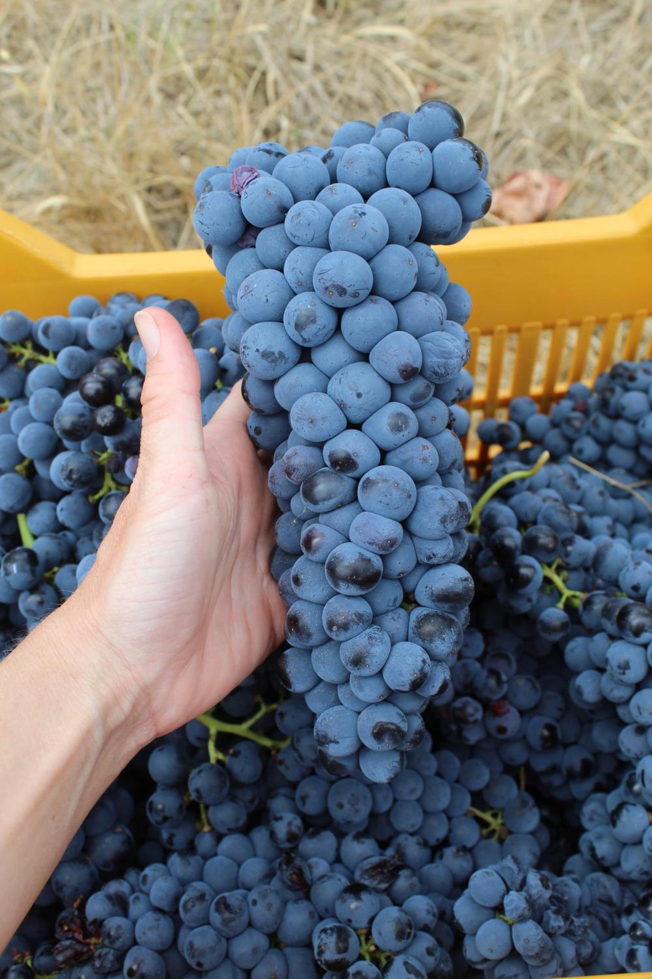 Azienda Agricola Fabbrica Di San Martino ลุคคา ภายนอก รูปภาพ